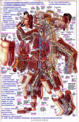 人体解剖学真人教程