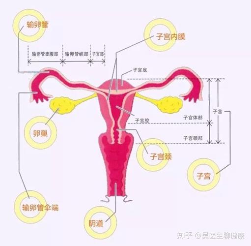 卵巢位于子宫上方