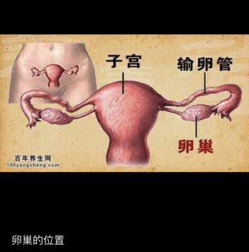 卵巢位于肚脐什么位置