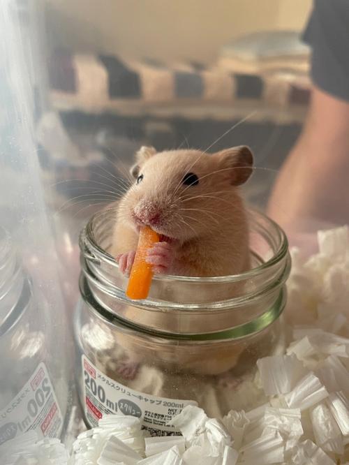老鼠最喜欢吃什么的相关图片